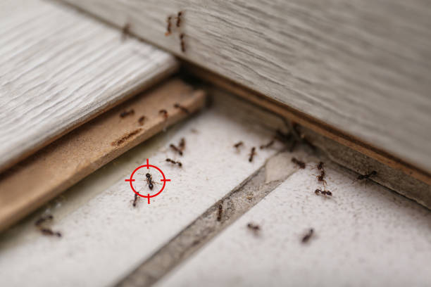 Best Bed Bug Extermination  in Plainville, KS