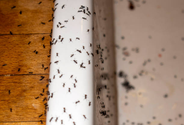 Best Pest Control Near Me in Plainville, KS