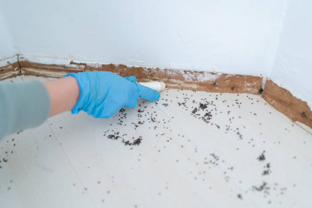 Best Exterminator Services  in Plainville, KS
